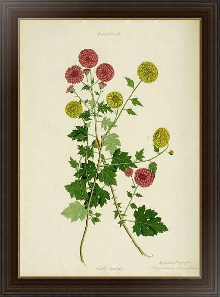 Постер Dendranthema x grandiflora с типом исполнения На холсте в раме в багетной раме 1.023.151