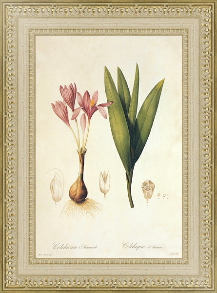 Постер Colchicum autumnale L с типом исполнения Акварель в раме в багетной раме 484.M48.725