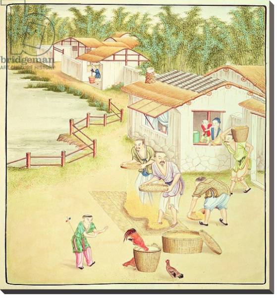 Постер Chinese Peasants Sifting Rice с типом исполнения На холсте без рамы