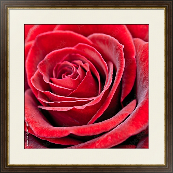 Постер Красная роза 2 с типом исполнения Под стеклом в багетной раме 1.023.036