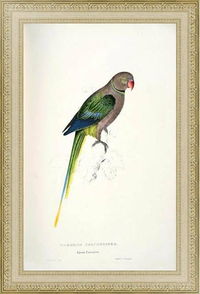 Постер Parrots by E.Lear  #28 с типом исполнения Акварель в раме в багетной раме 484.M48.725