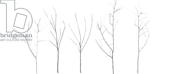 Постер Territori Innevati - cinque alberi giorno, 2012, photographic contamination с типом исполнения На холсте без рамы