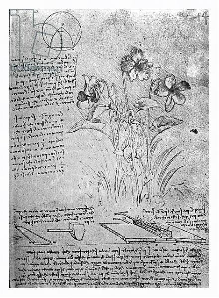 Постер Studies of Violas, fol. 14r from Manuscript B, c.1487-90 с типом исполнения На холсте в раме в багетной раме 221-03