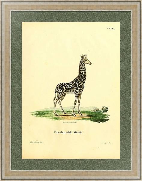 Постер Жираф Camelopardalis Giraffa с типом исполнения Акварель в раме в багетной раме 485.M40.584