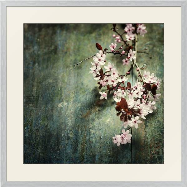 Постер Spring Cherry blossoms с типом исполнения Под стеклом в багетной раме 1727.2310
