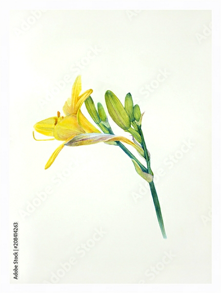 Постер Желтый акварельный цветок лилейника с типом исполнения На холсте в раме в багетной раме 221-03