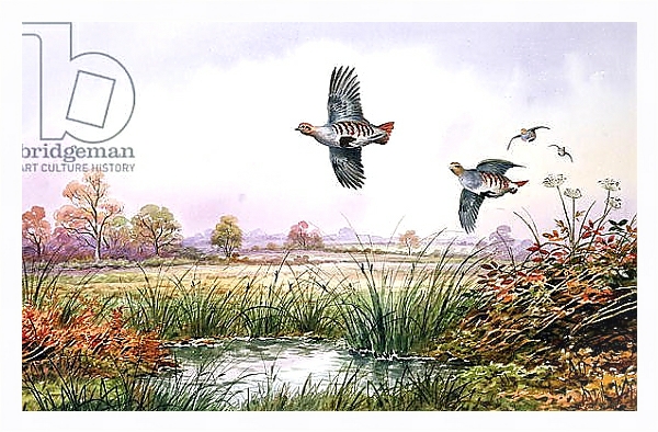 Постер Partridge in Flight с типом исполнения На холсте в раме в багетной раме 221-03