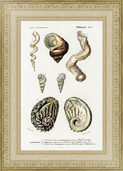 Постер Разные виды раковин моллюсков 2 с типом исполнения Акварель в раме в багетной раме 484.M48.725