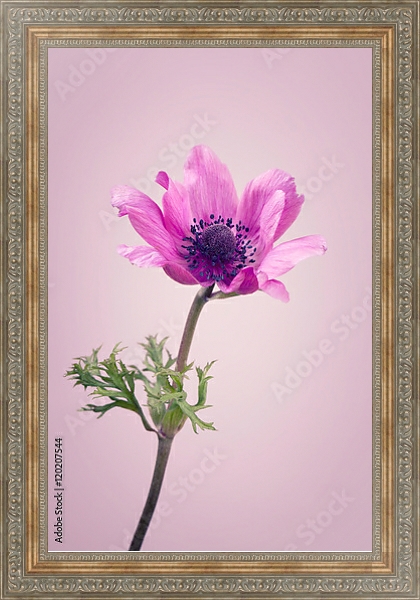 Постер Фиолетовый цветок на розовом фоне с типом исполнения На холсте в раме в багетной раме 484.M48.310