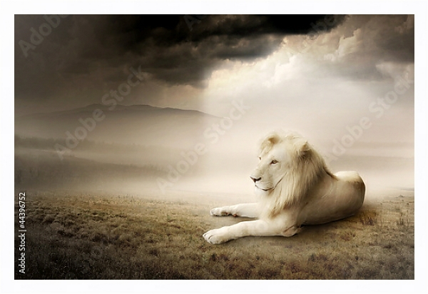 Постер Белый лев на закате с типом исполнения На холсте в раме в багетной раме 221-03