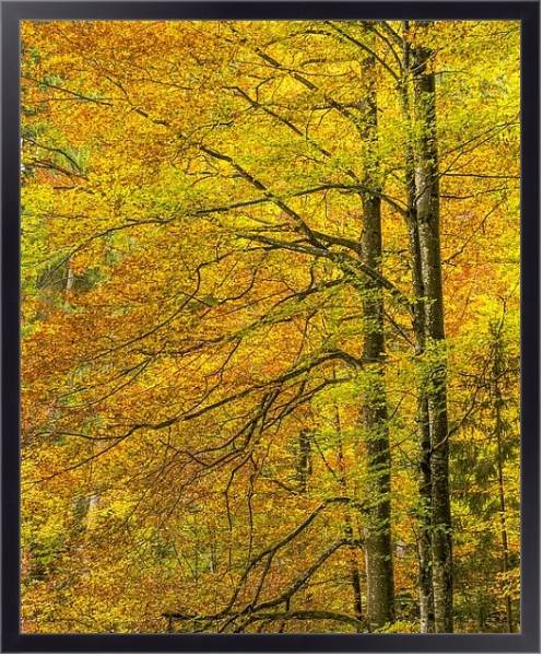 Постер Золотые осенние деревья с типом исполнения На холсте в раме в багетной раме 221-01