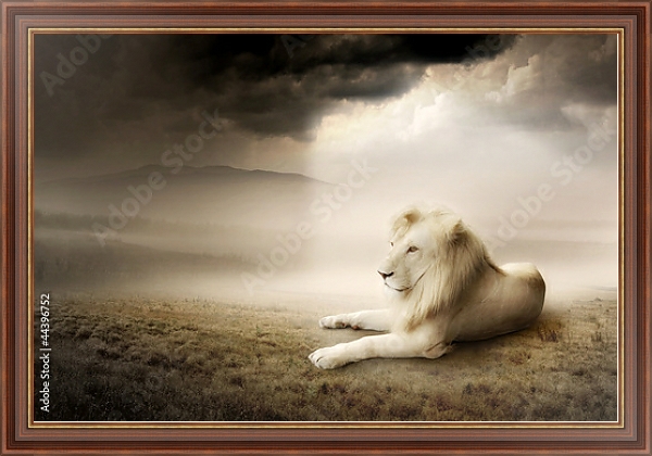 Постер Белый лев на закате с типом исполнения На холсте в раме в багетной раме 35-M719P-83