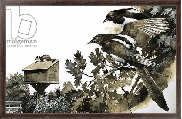Постер Magpies watching a stoat atop a bird house с типом исполнения На холсте в раме в багетной раме 221-02