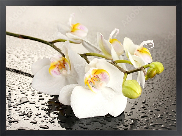 Постер Орхидеи 25 с типом исполнения На холсте в раме в багетной раме 1727.8010