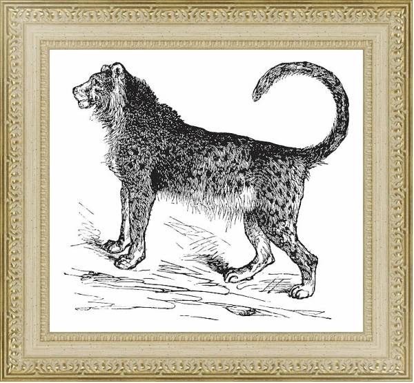 Постер Cheetah (Acinonyx jubatus) vintage engraving с типом исполнения Акварель в раме в багетной раме 484.M48.725