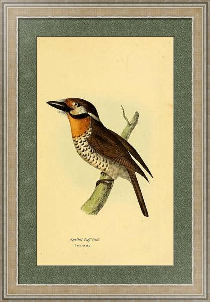 Постер Spotted Puff-bird с типом исполнения Акварель в раме в багетной раме 485.M40.584