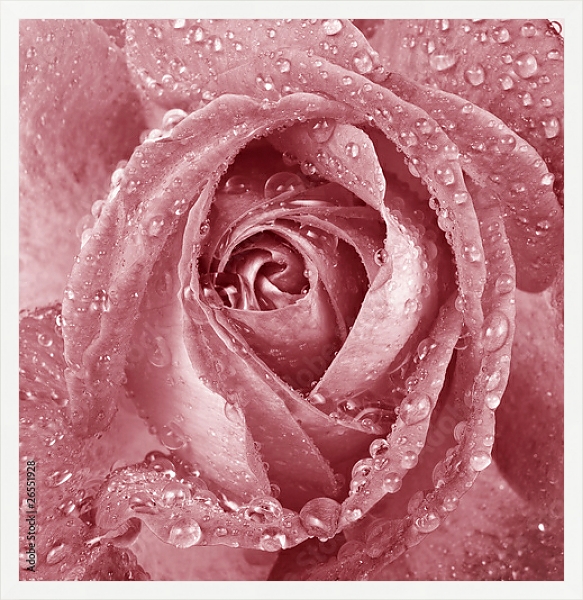 Постер Розовая роза с каплями с типом исполнения На холсте в раме в багетной раме 1727.7010