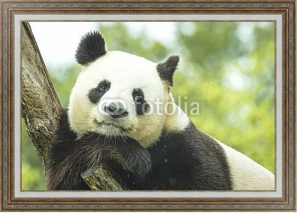 Постер Задумчивая панда на ветке с типом исполнения На холсте в раме в багетной раме 595.M52.330