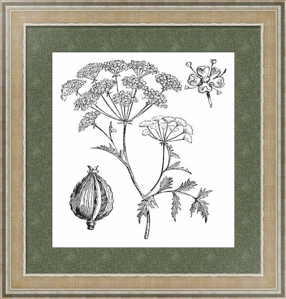 Постер Hemlock or Poison Hemlock or Conium maculatum vintage engraving с типом исполнения Акварель в раме в багетной раме 485.M40.584