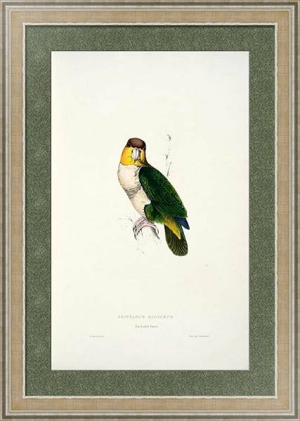 Постер Parrots by E.Lear  #38 с типом исполнения Акварель в раме в багетной раме 485.M40.584