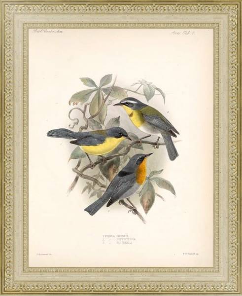 Постер Птицы J. G. Keulemans №9 с типом исполнения Акварель в раме в багетной раме 484.M48.725