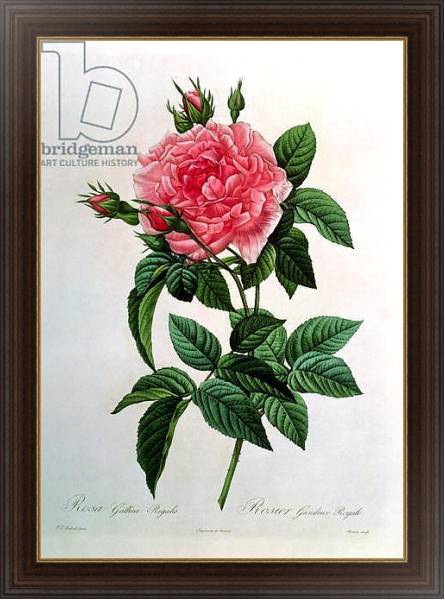 Постер Rosa Gallica Regallis, from 'Les Roses', 19th century с типом исполнения На холсте в раме в багетной раме 1.023.151