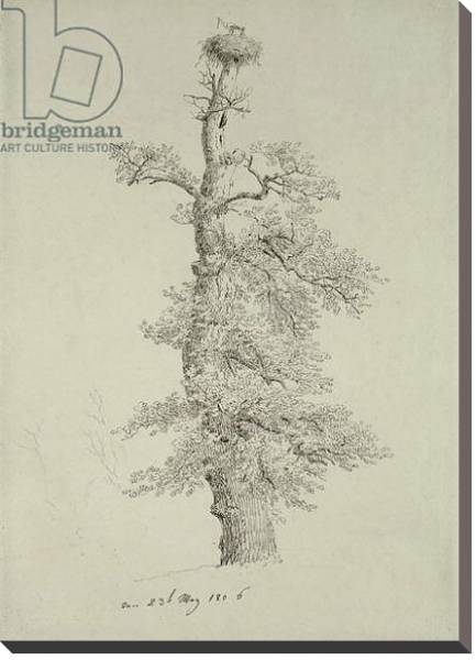 Постер Ancient Oak Tree with a Stork's Nest, 23rd May 1806 с типом исполнения На холсте без рамы