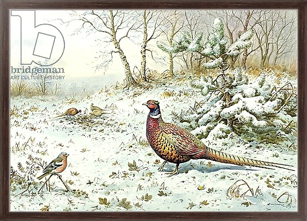 Постер Cock Pheasant and Chaffinch с типом исполнения На холсте в раме в багетной раме 221-02