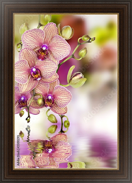 Постер Орхидеи 3 с типом исполнения На холсте в раме в багетной раме 1.023.151