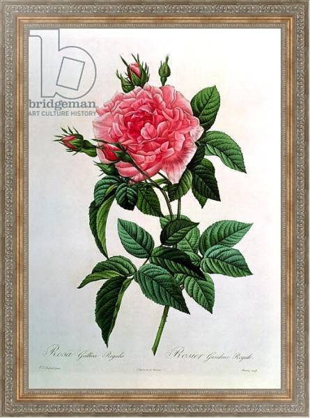 Постер Rosa Gallica Regallis, from 'Les Roses', 19th century с типом исполнения На холсте в раме в багетной раме 484.M48.310