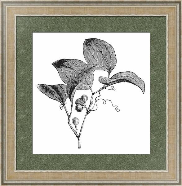 Постер Common Greenbriar or Smilax rotundifolia vintage engraving с типом исполнения Акварель в раме в багетной раме 485.M40.584