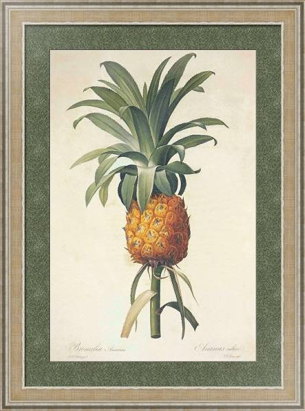 Постер Ananas comosus с типом исполнения Акварель в раме в багетной раме 485.M40.584