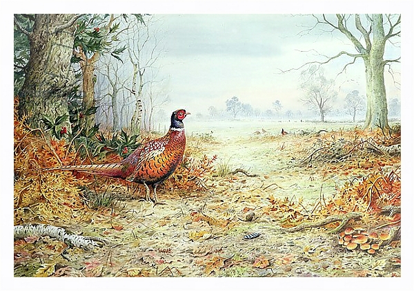 Постер Cock Pheasant 1 с типом исполнения На холсте в раме в багетной раме 221-03