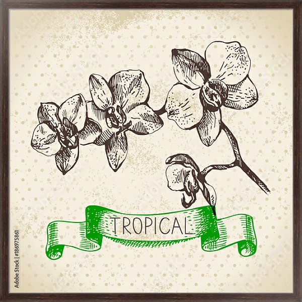 Постер Иллюстрация с веткой орхидеи с типом исполнения На холсте в раме в багетной раме 221-02