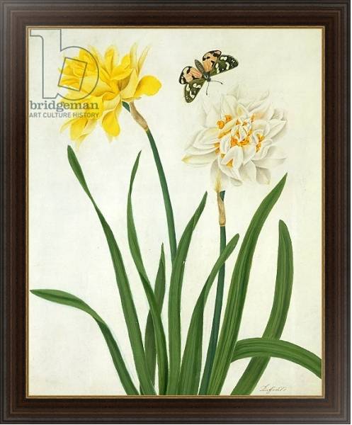 Постер Narcissi and Butterfly с типом исполнения На холсте в раме в багетной раме 1.023.151