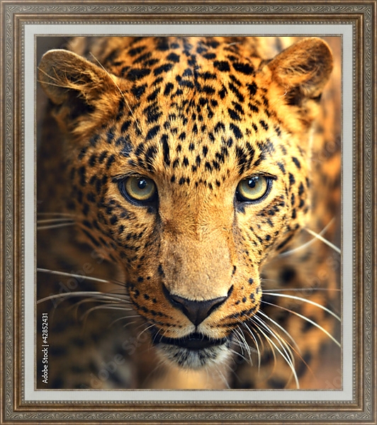 Постер Леопард с типом исполнения На холсте в раме в багетной раме 595.M52.330