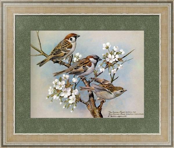Постер British Birds - Treesparrow (Housesparrow) с типом исполнения Акварель в раме в багетной раме 485.M40.584