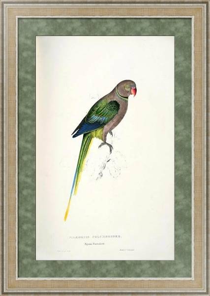 Постер Parrots by E.Lear  #28 с типом исполнения Акварель в раме в багетной раме 485.M40.584