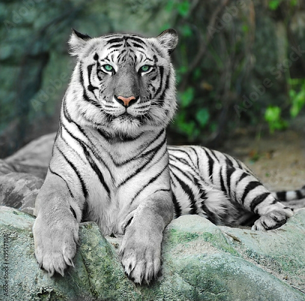 Постер Белый тигр с типом исполнения На холсте без рамы