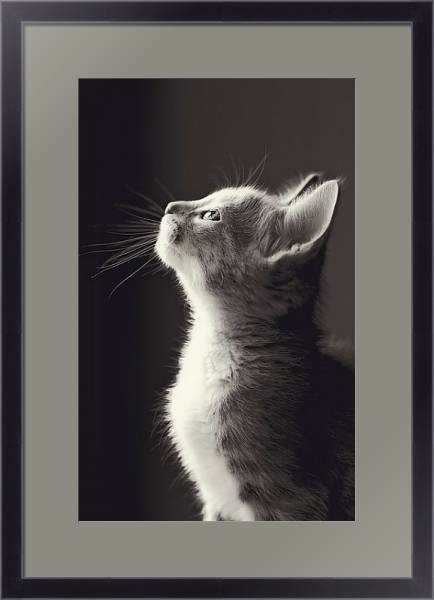 Постер Маленький серый котенок с типом исполнения Под стеклом в багетной раме 221-01