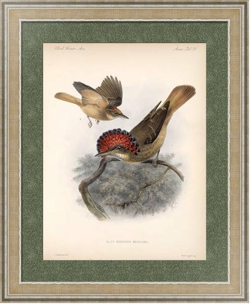 Постер Птицы J. G. Keulemans №41 с типом исполнения Акварель в раме в багетной раме 485.M40.584