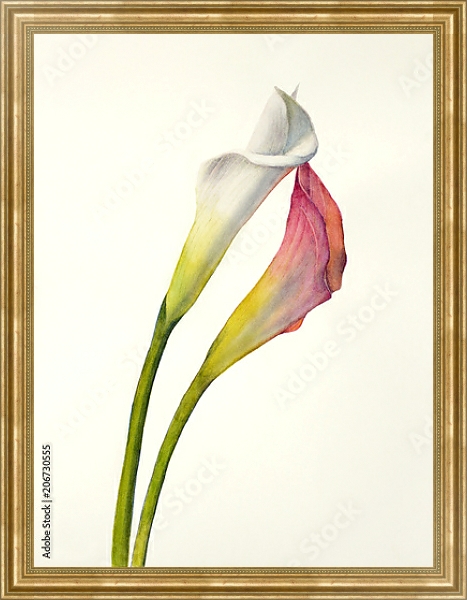 Постер Два акварельных цветка калла с типом исполнения На холсте в раме в багетной раме NA033.1.051