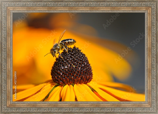Постер Золотисто-желтый цветок рудбекии с трудолюбивой пчелой с типом исполнения На холсте в раме в багетной раме 484.M48.310