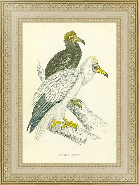 Постер Egyptian Vulture 2 с типом исполнения Акварель в раме в багетной раме 484.M48.725