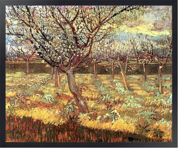 Постер Абрикосовые деревья в цвету с типом исполнения На холсте в раме в багетной раме 1727.8010