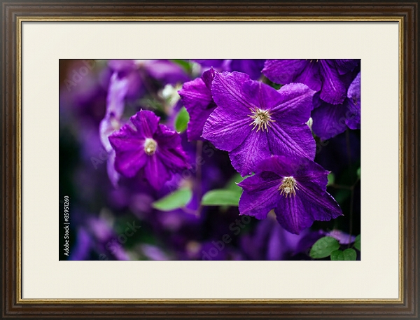 Постер Клематисы в саду.Фиолетовые с типом исполнения Под стеклом в багетной раме 1.023.036