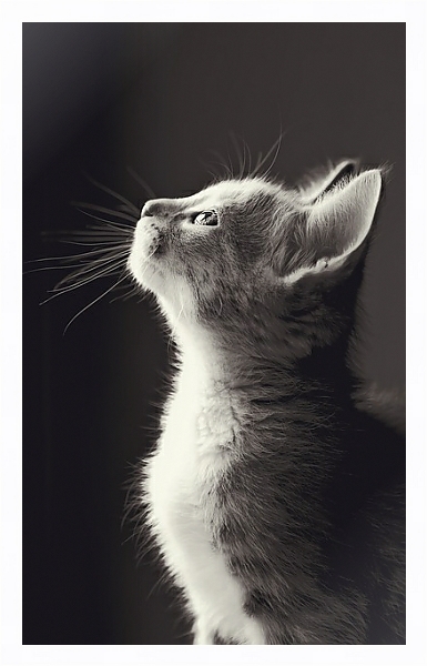 Постер Маленький серый котенок с типом исполнения На холсте в раме в багетной раме 221-03