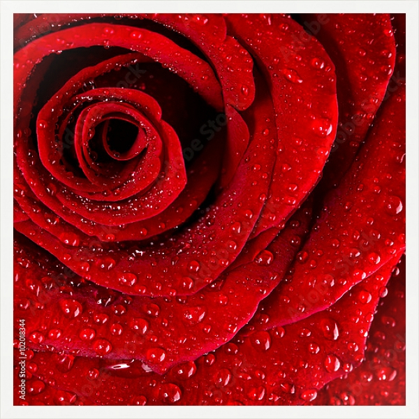 Постер Ярко-красная роза с каплями воды №3 с типом исполнения На холсте в раме в багетной раме 1727.7010