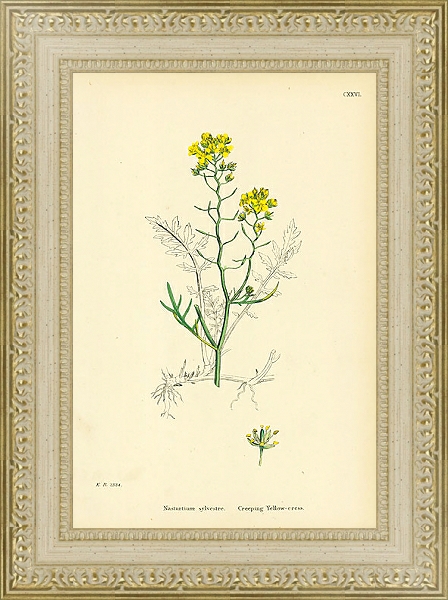 Постер Nasturtium Sylvestre. Creeping Yellow-cress. 1 с типом исполнения Акварель в раме в багетной раме 484.M48.725
