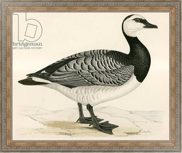 Постер Bernicle Goose с типом исполнения На холсте в раме в багетной раме 484.M48.310